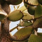 green cacti in the desert